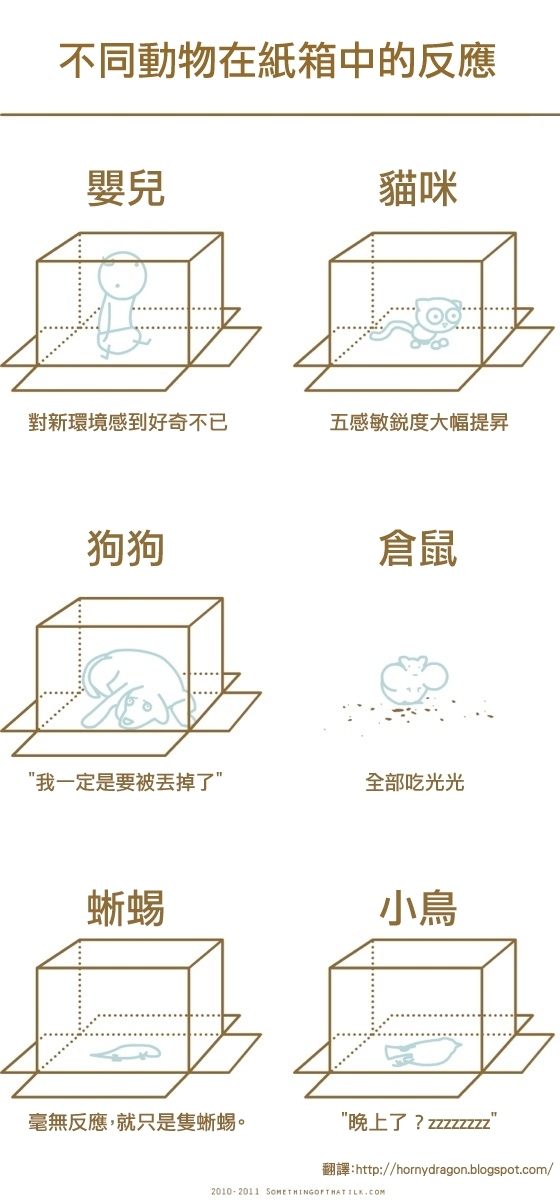 不同動物在紙箱中的反應！