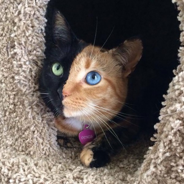 「雙面貓」告訴你臉不是只有一種顏色，眼睛也可以不一樣！