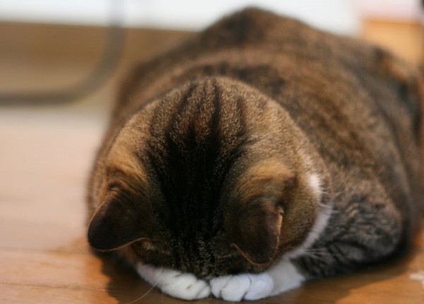 可不可以原諒我！日本瘋傳貓貓「道歉寢」照