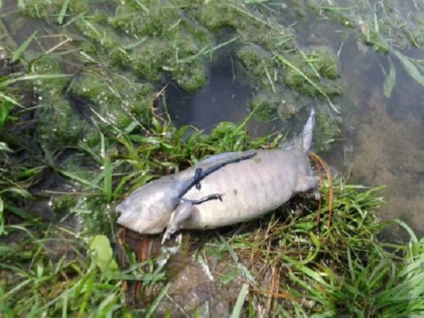 我以為這只是普通的魚，但是仔細一看...連我都不敢相信自己的眼睛了。