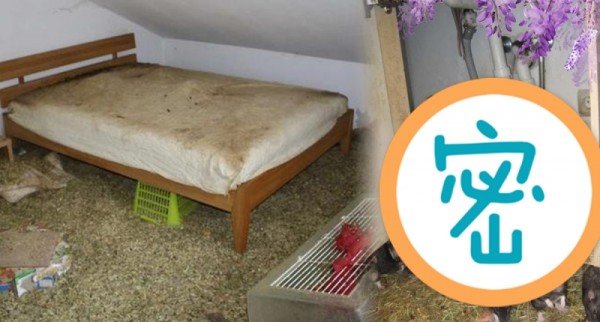 男子住院期間，家中20隻寵物鼠無人照顧，回家時打開門一看…！！太可怕了！（慎入）