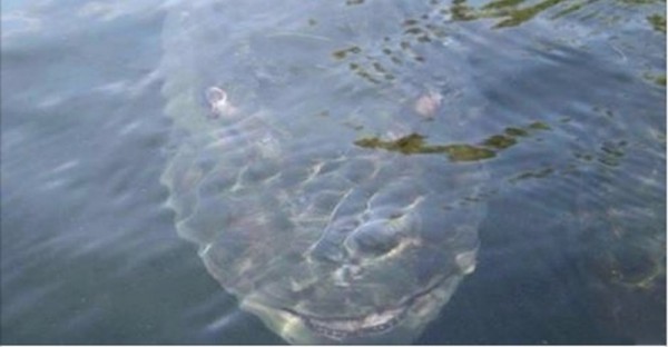 釣魚時驚見海怪！拍下這張照片的釣客，最後竟然被…太慘了！