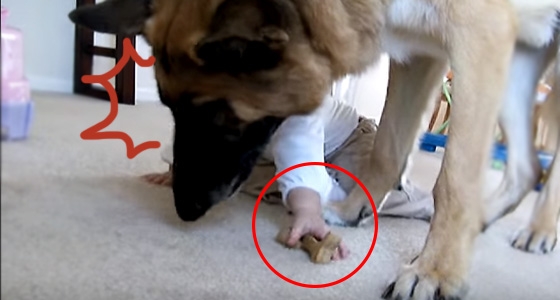 這隻大狼犬正在吃餅乾，卻被小寶寶中途搶走！下一秒狼犬的反應竟是…完全意想不到！