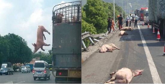 屠宰車上的大胖豬「不甘受死」竟在國道上跳車求生！沒想到最後竟讓大家都看傻眼了...