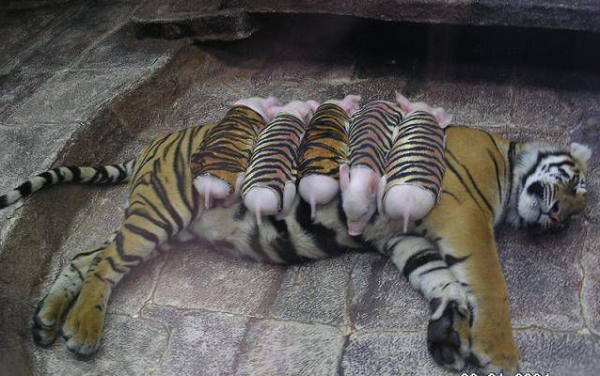 母老虎喪仔傷心不已，動物園用豬仔代替小老虎，你說結果是怎樣？