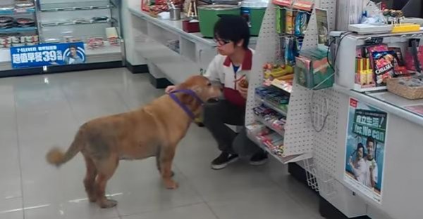 黃金獵犬「走進7-11」對店員大聲吼叫，路人都不懂牠要幹嘛！結果下一秒民眾都看呆了！沒想到狗狗竟然...