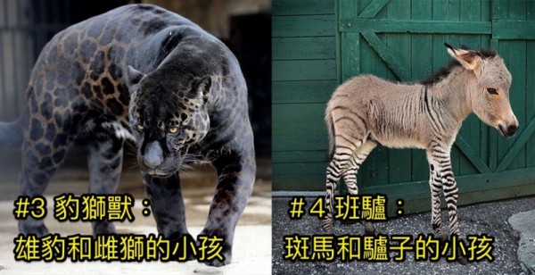 8種被人懷疑「根本從神話傳奇跑出來」的活生生混血動物！第2 雄虎和雌獅的小孩竟然很弱！ 