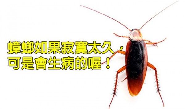 10個關於蟑螂的超驚奇冷知識！讓蟑螂去到外太空 就完蛋了...