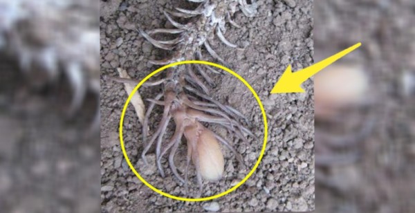 在野外看到這種「蜘蛛」千萬要趕快逃跑，因為旁邊絕對有另一隻「可怕生物」張開大口要攻擊你