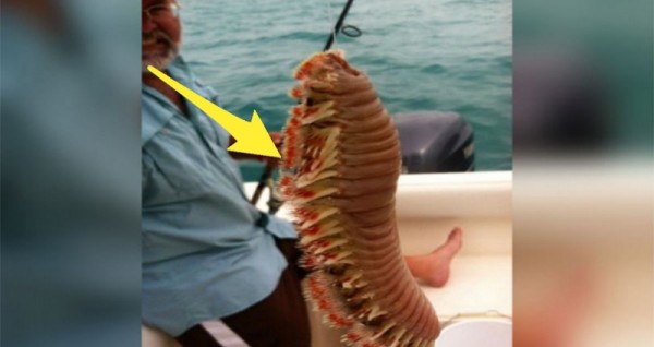 他原本只是去海邊釣魚，結果釣到這條「從來沒人看過的深海生物」，朋友卻大叫「不要碰，快放下！」