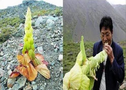 一男子在山上驚見像妖塔一樣的植物！悄悄剝一塊吃下肚竟然...大家捧著鈔票也買不到！
