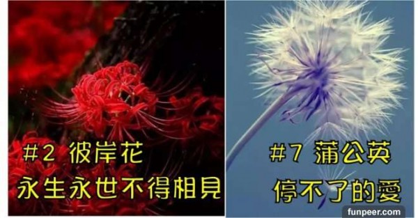 彼岸花也只能排第二！世界十大「最悲傷」花語，看到最後眼淚忍不住了...沒想到連向日葵都那麼虐心！